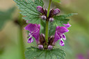 BUITEN BEELD Foto: 286545