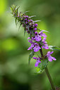 BUITEN BEELD Foto: 286563