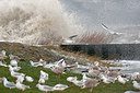 BUITEN BEELD Foto: 286583