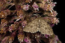 BUITEN BEELD Foto: 286597