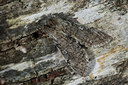 BUITEN BEELD Foto: 286609
