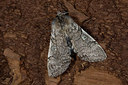 BUITEN BEELD Foto: 286611