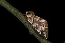 BUITEN BEELD Foto: 286614