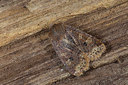 BUITEN BEELD Foto: 286619