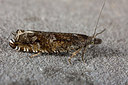 BUITEN BEELD Foto: 286630