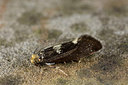 BUITEN BEELD Foto: 286631
