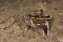 BUITEN BEELD Foto: 286634