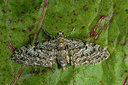 BUITEN BEELD Foto: 286640