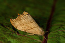 BUITEN BEELD Foto: 286641
