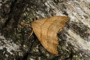 BUITEN BEELD Foto: 286642