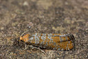 BUITEN BEELD Foto: 286645