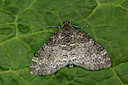BUITEN BEELD Foto: 286647