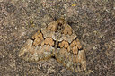 BUITEN BEELD Foto: 286651