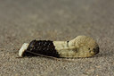 BUITEN BEELD Foto: 286658