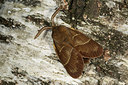 BUITEN BEELD Foto: 286662