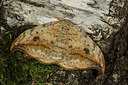 BUITEN BEELD Foto: 286664