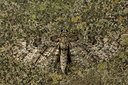 BUITEN BEELD Foto: 286667