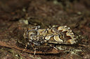 BUITEN BEELD Foto: 286668
