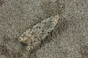 BUITEN BEELD Foto: 286675