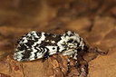 BUITEN BEELD Foto: 286676