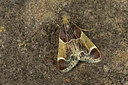 BUITEN BEELD Foto: 286679