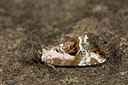 BUITEN BEELD Foto: 286683
