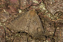 BUITEN BEELD Foto: 286685