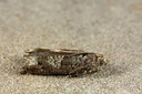 BUITEN BEELD Foto: 286686