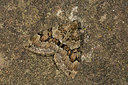 BUITEN BEELD Foto: 286689