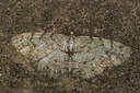 BUITEN BEELD Foto: 286691