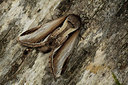 BUITEN BEELD Foto: 286692