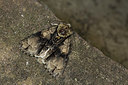 BUITEN BEELD Foto: 286693