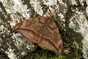 BUITEN BEELD Foto: 286694