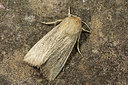 BUITEN BEELD Foto: 286731