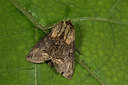 BUITEN BEELD Foto: 286732