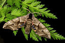 BUITEN BEELD Foto: 286737