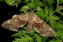 BUITEN BEELD Foto: 286740
