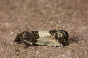 BUITEN BEELD Foto: 286758