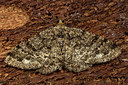 BUITEN BEELD Foto: 286768