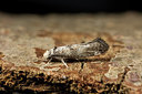 BUITEN BEELD Foto: 286783