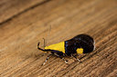 BUITEN BEELD Foto: 286831