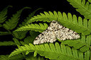 BUITEN BEELD Foto: 286839