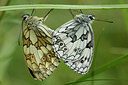 BUITEN BEELD Foto: 286845