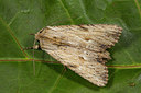 BUITEN BEELD Foto: 286880