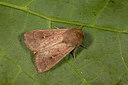 BUITEN BEELD Foto: 286886