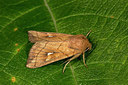 BUITEN BEELD Foto: 286887