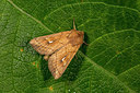 BUITEN BEELD Foto: 286888