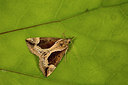 BUITEN BEELD Foto: 286909