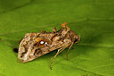 BUITEN BEELD Foto: 286912