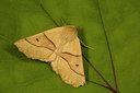 BUITEN BEELD Foto: 286915